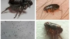 Fekete bolhák otthon és hogyan lehet megszabadulni tőlük